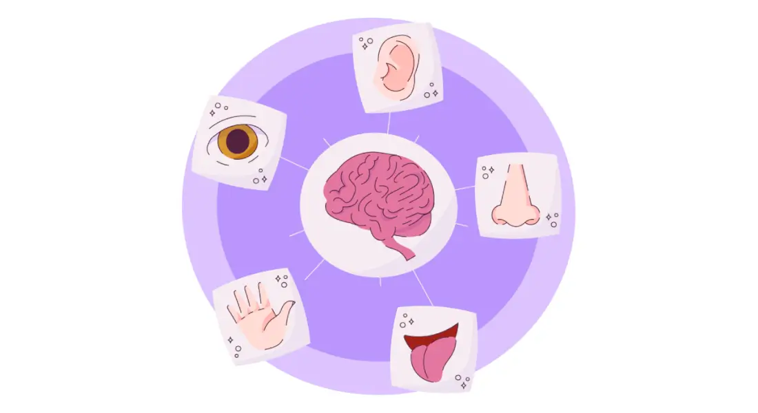 Experiencia sensorial, identidad y desempeño ocupacional en la adultez - Adipa